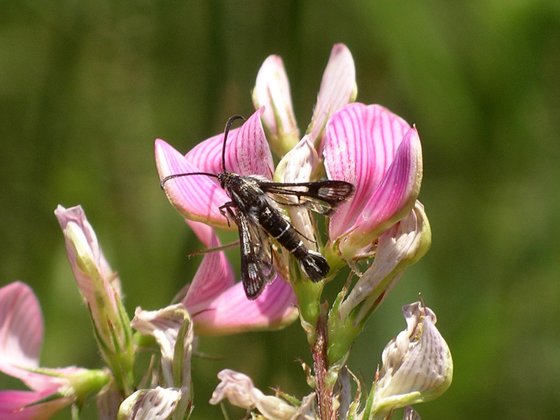 Sesiidi da determinare: Pyropteron affine?